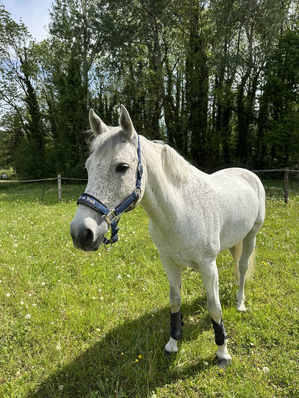 Castrone PFS Pony Francese da Sella In vendita 2016 Grigio