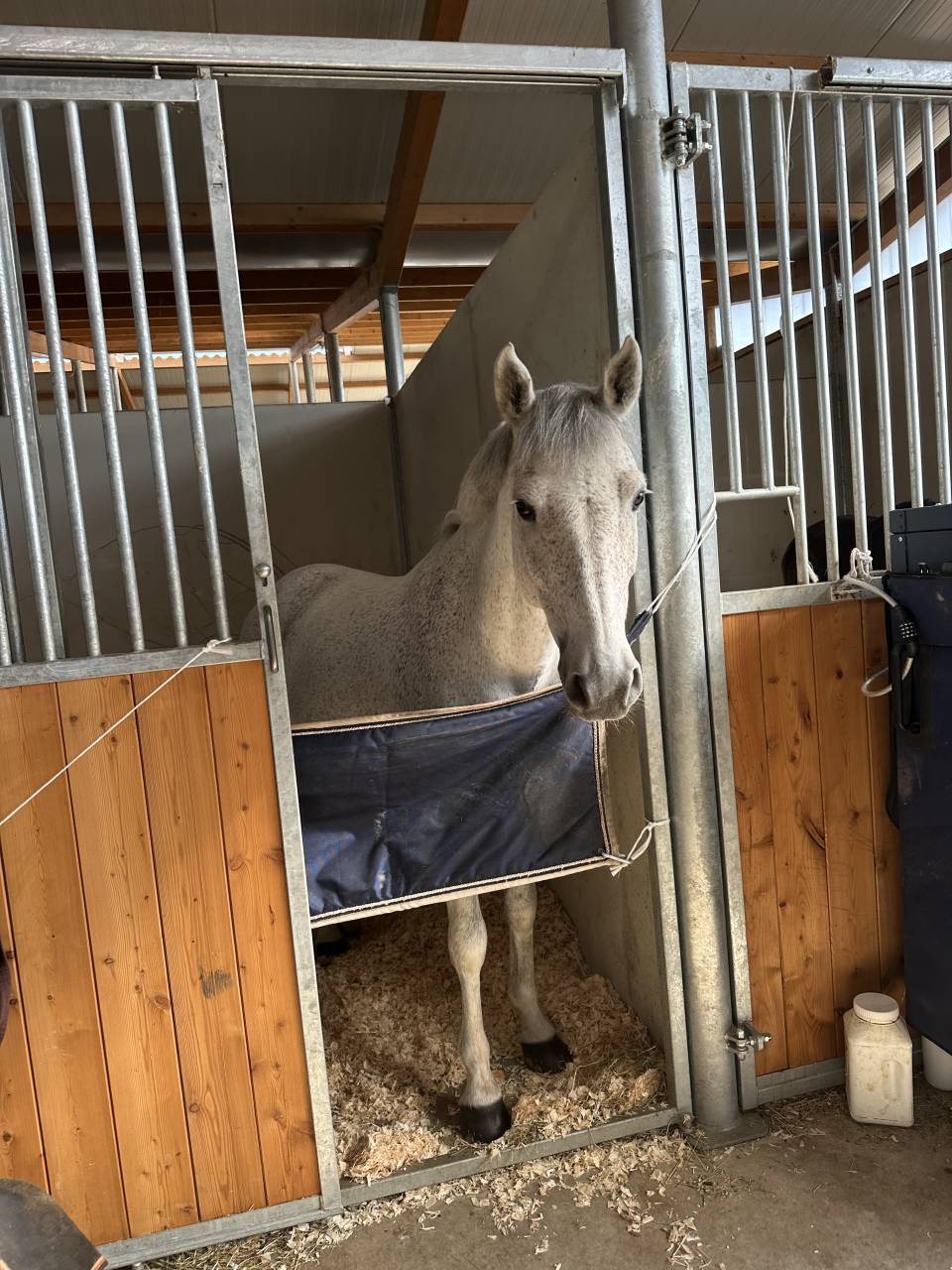 Castrone PFS Pony Francese da Sella In vendita 2016 Grigio