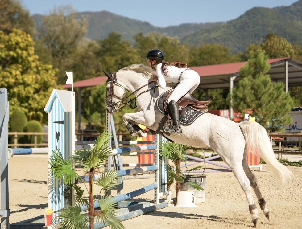 Castrone PFS Pony Francese da Sella In vendita 2016 Grigio