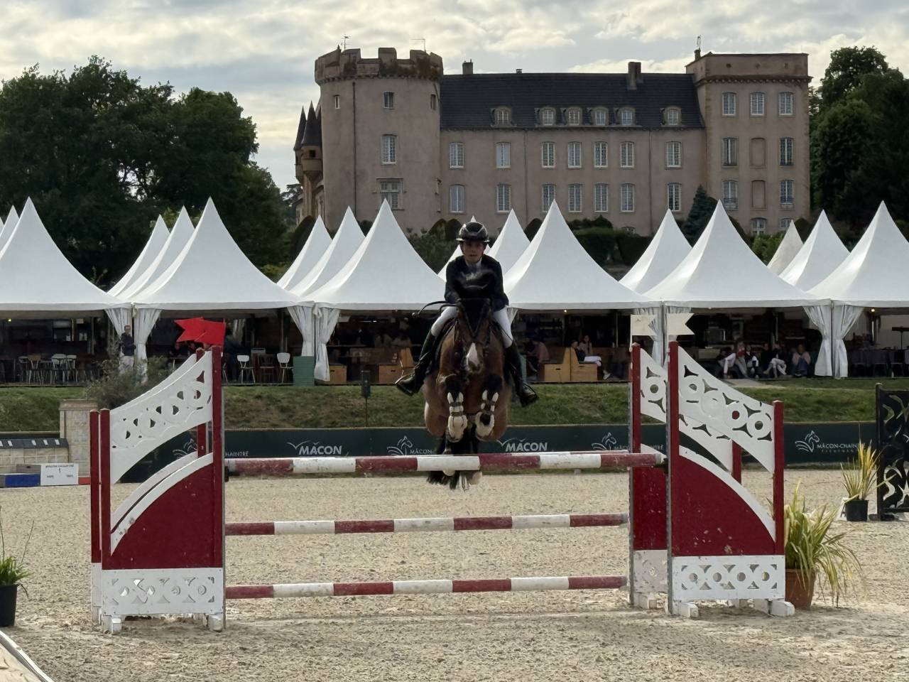 Castrone Pony da Sella Belgio In vendita 2018 Baio