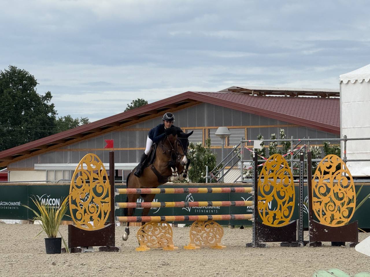 Castrone Pony da Sella Belgio In vendita 2018 Baio