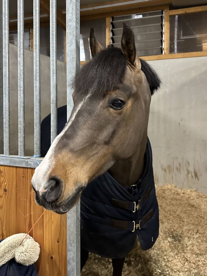Castrone Pony da Sella Belgio In vendita 2018 Baio