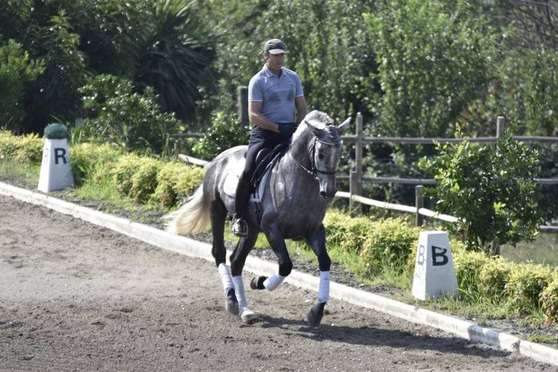 Castrone PRE Andaluso In vendita 2021 Grigio ,  Cascabel G