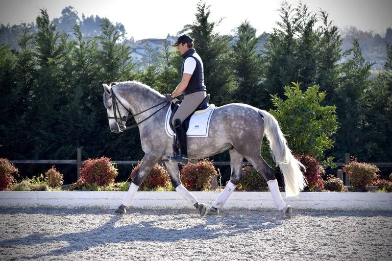 Castrone PRE Andaluso In vendita 2021 Grigio ,  Cascabel G