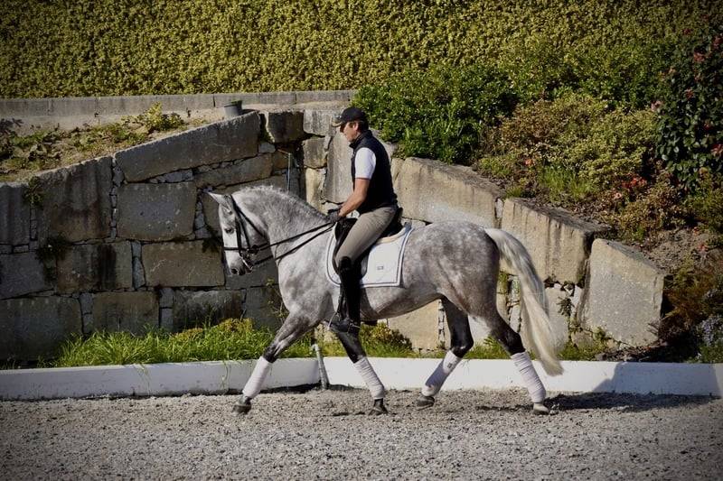 Castrone PRE Andaluso In vendita 2021 Grigio ,  Cascabel G