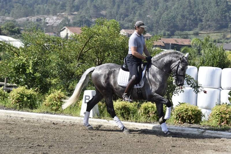 Castrone PRE Andaluso In vendita 2021 Grigio ,  Cascabel G