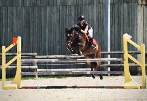 Cavalla PFS Pony Francese da Sella In vendita 2017 Baio