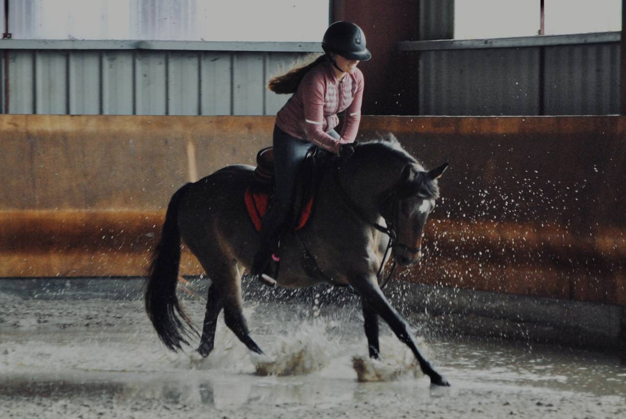 Cavalla PFS Pony Francese da Sella In vendita 2017 Baio
