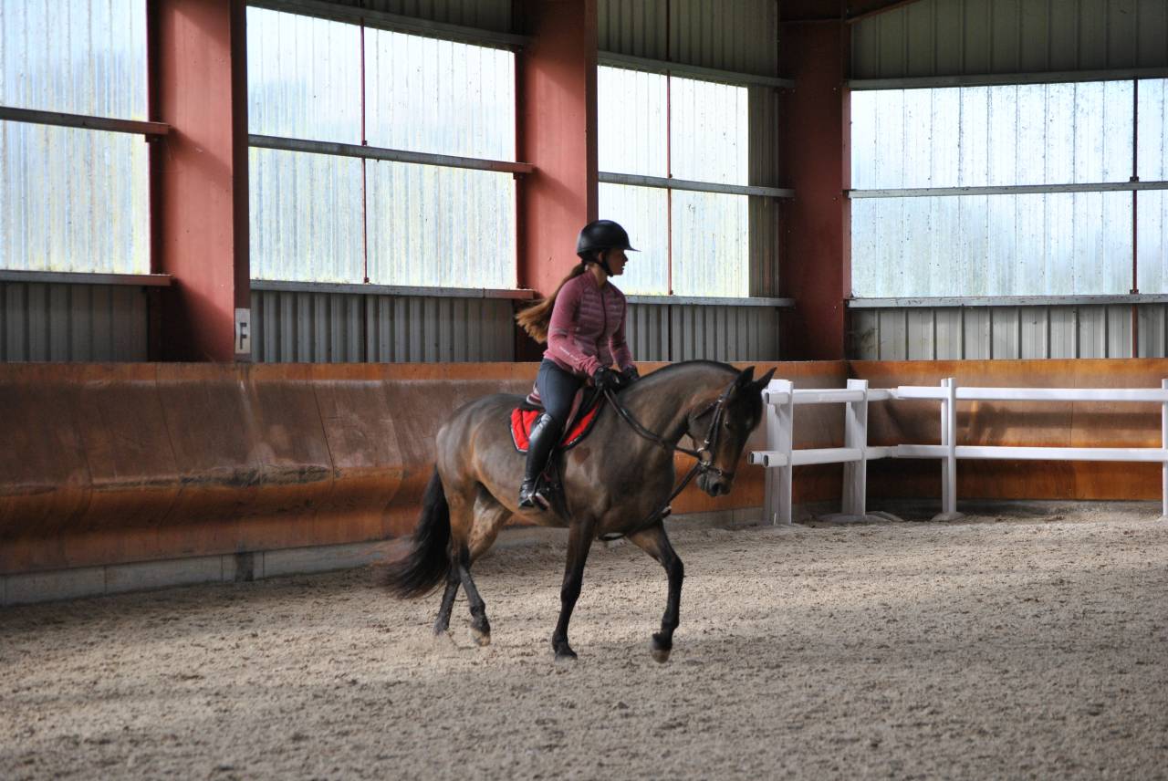 Cavalla PFS Pony Francese da Sella In vendita 2017 Baio