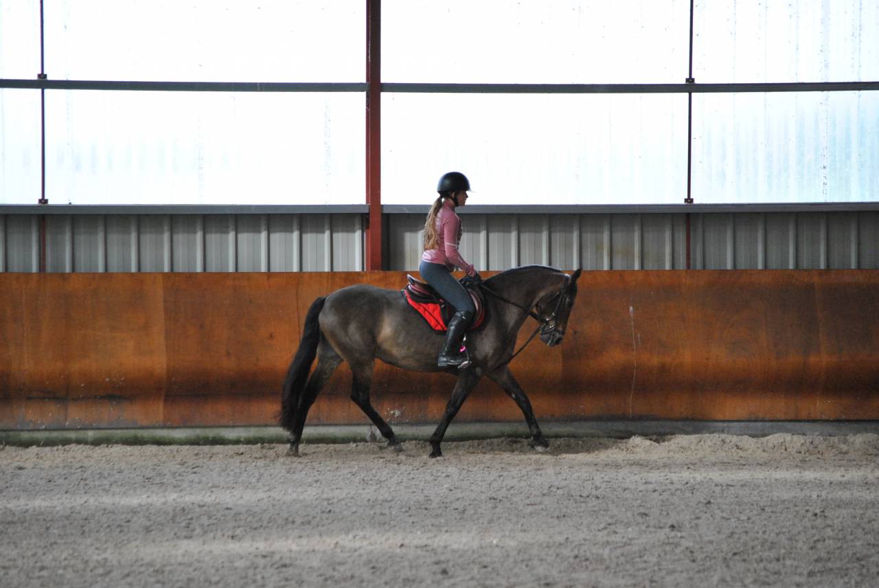 Cavalla PFS Pony Francese da Sella In vendita 2017 Baio