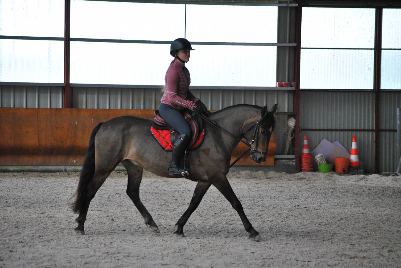 Cavalla PFS Pony Francese da Sella In vendita 2017 Baio
