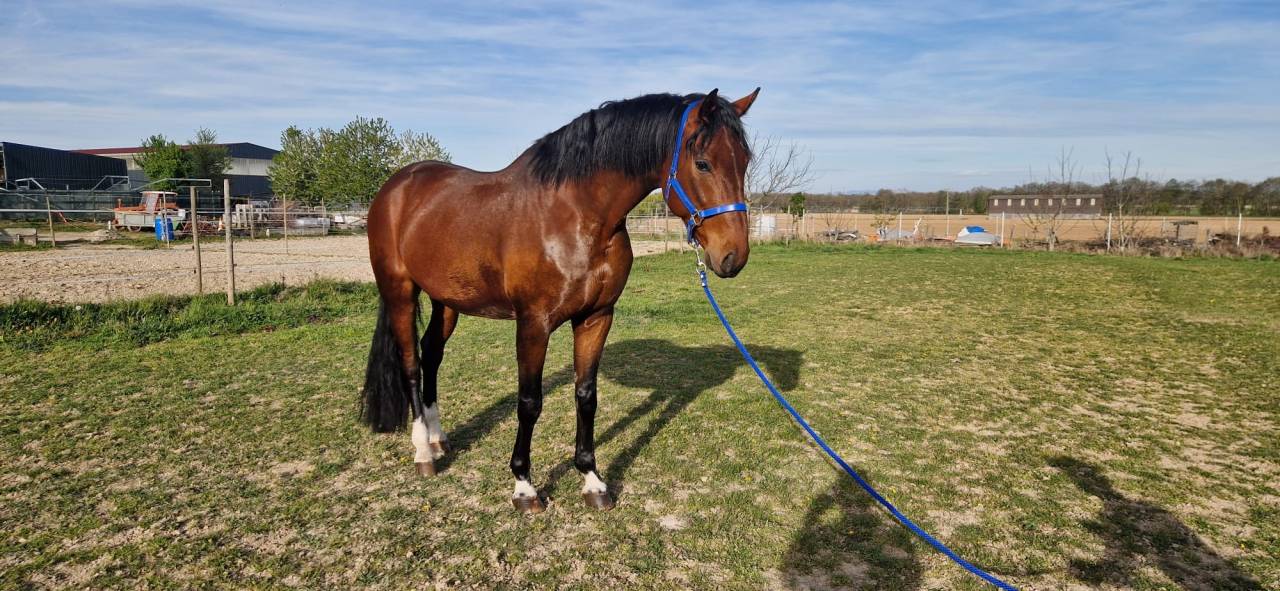 Castrone Cavallo da Sport Germano In vendita 2020 Baio