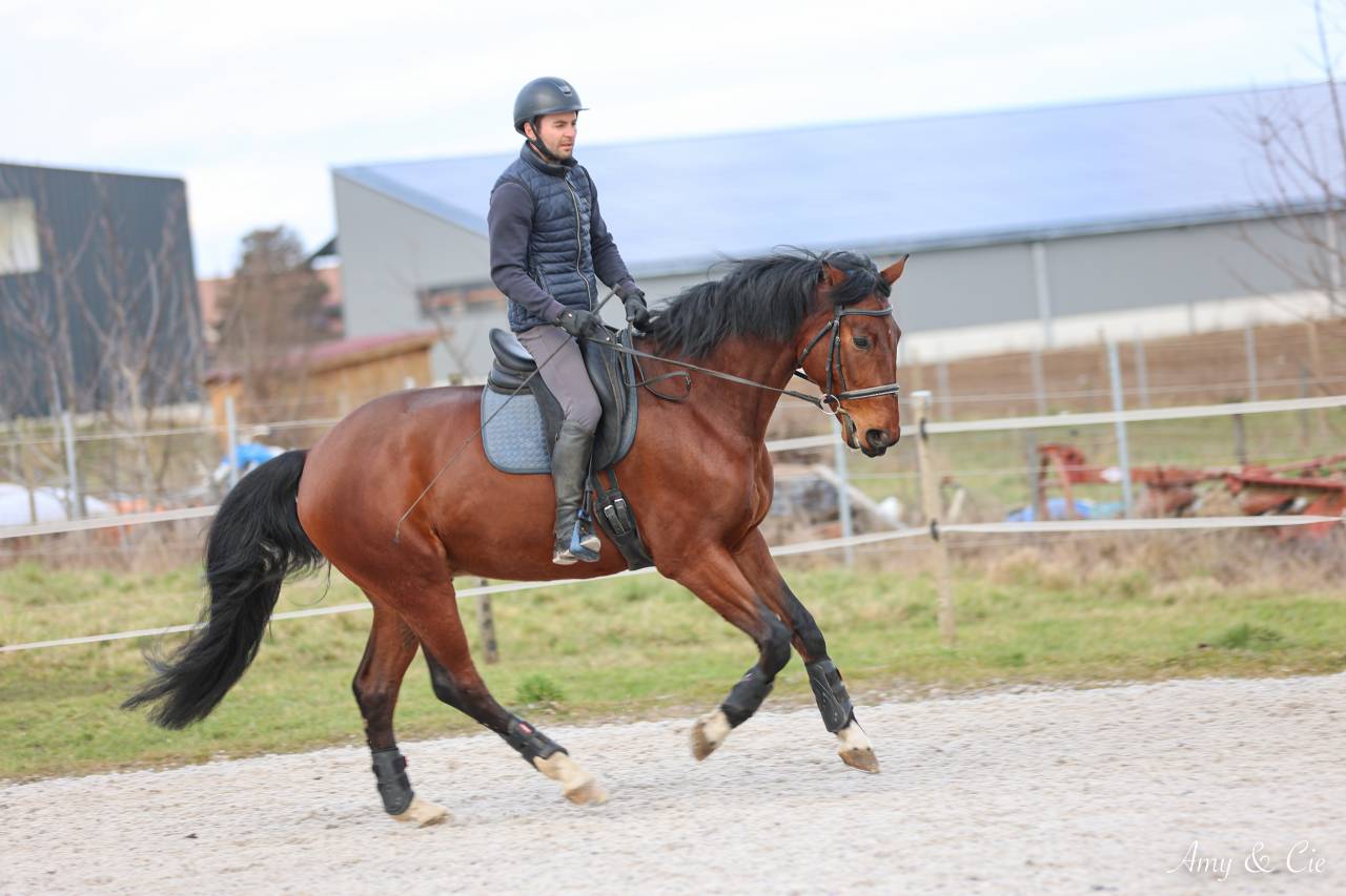 Castrone Cavallo da Sport Germano In vendita 2020 Baio