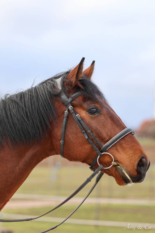 Castrone Cavallo da Sport Germano In vendita 2020 Baio