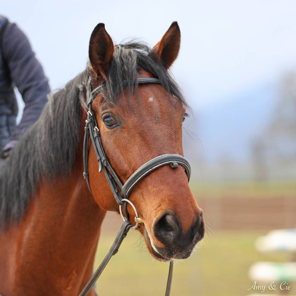 Castrone Cavallo da Sport Germano In vendita 2020 Baio