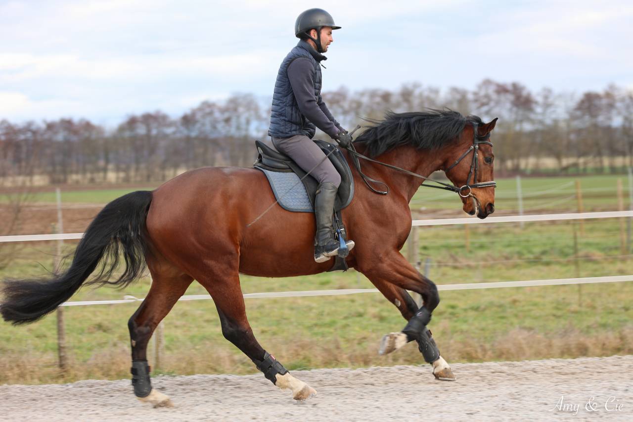Castrone Cavallo da Sport Germano In vendita 2020 Baio