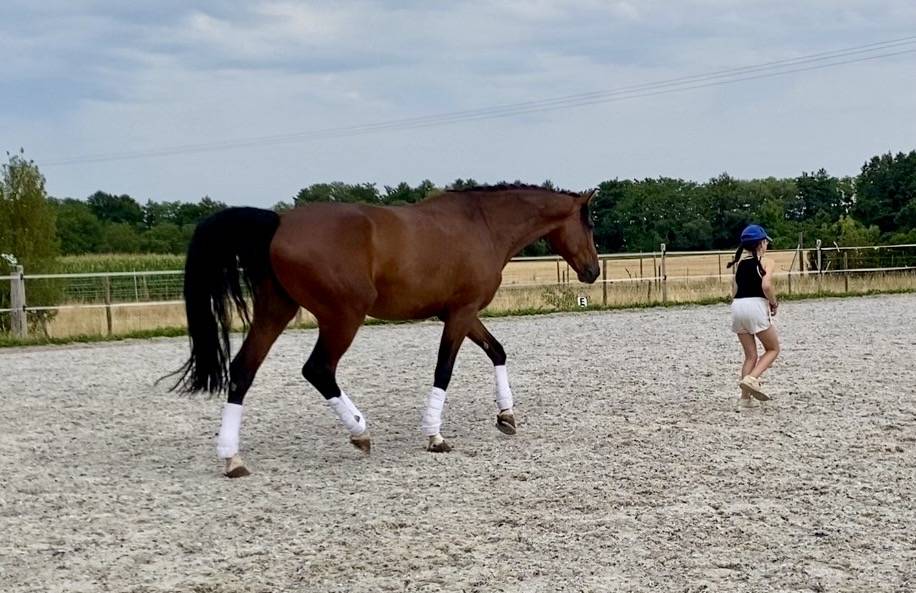 Castrone Cavallo da Sport Germano In vendita 2020 Baio