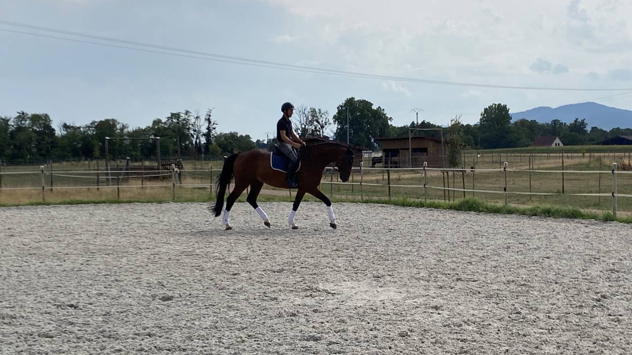 Castrone Cavallo da Sport Germano In vendita 2020 Baio