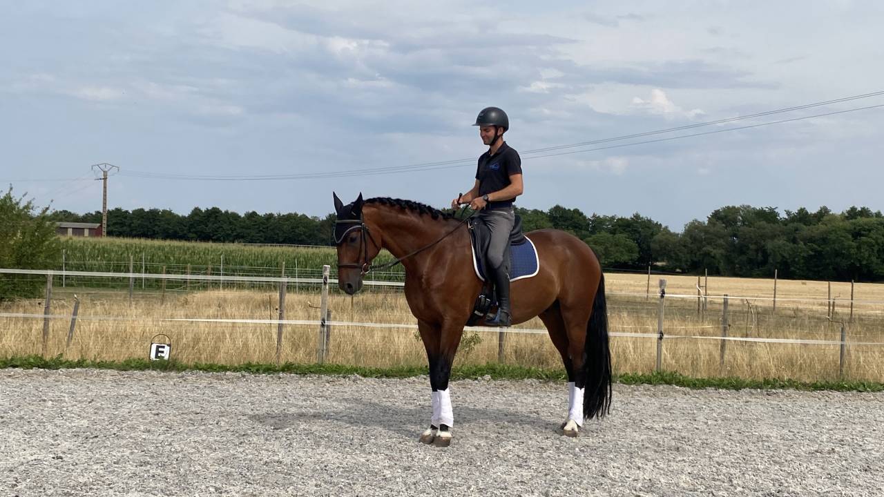 Castrone Cavallo da Sport Germano In vendita 2020 Baio