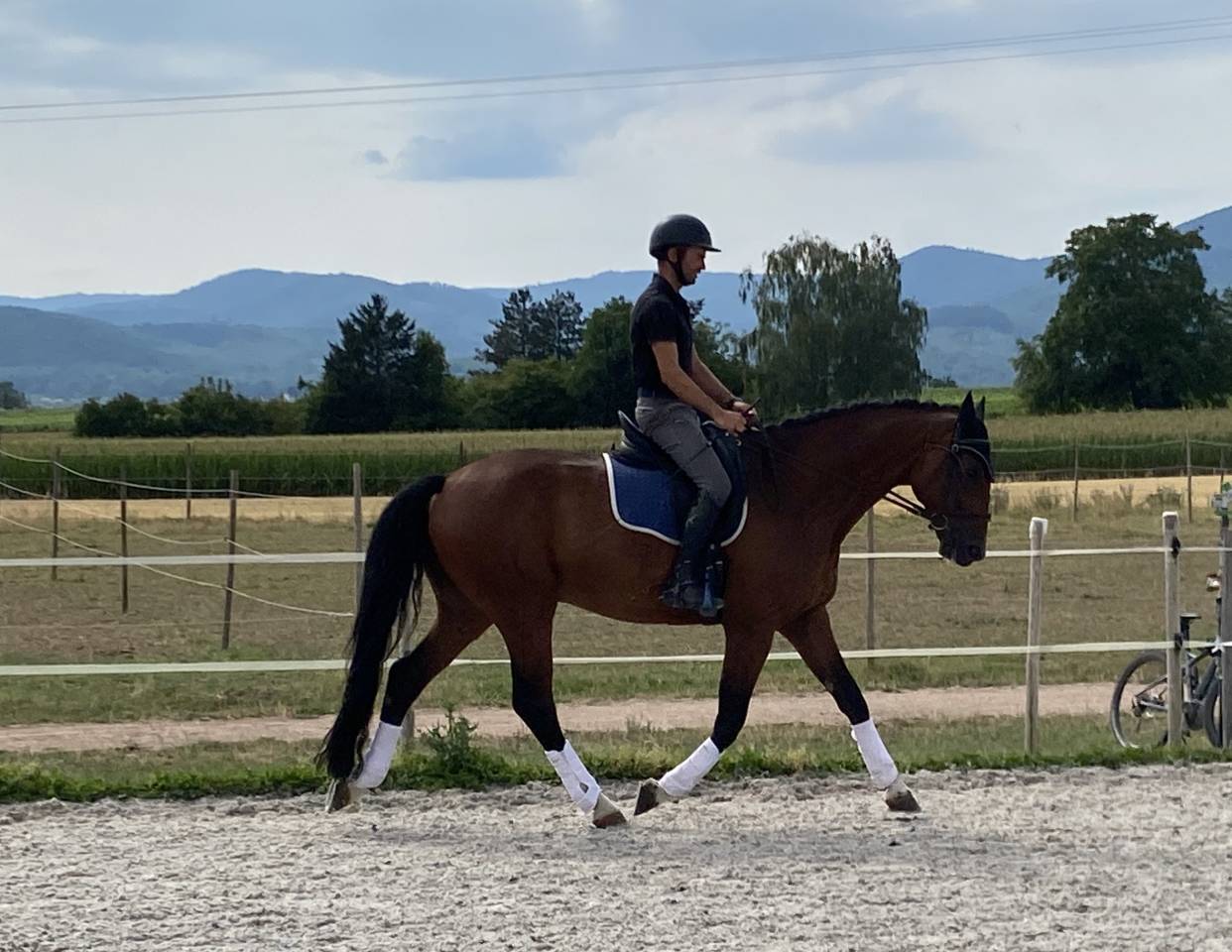 Castrone Cavallo da Sport Germano In vendita 2020 Baio