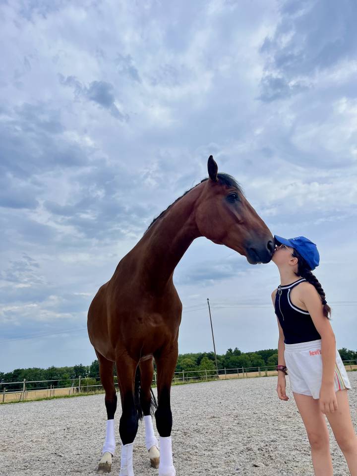 Castrone Cavallo da Sport Germano In vendita 2020 Baio