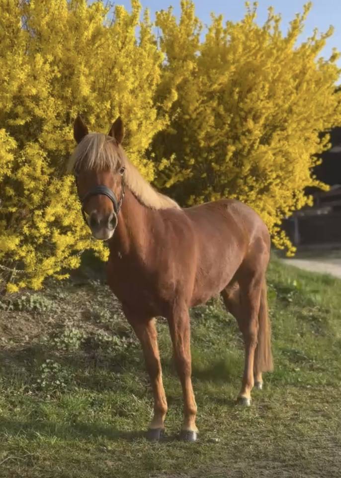Cavalla PFS Pony Francese da Sella In vendita 2022 Sauro ,  Mon Nantano de florys