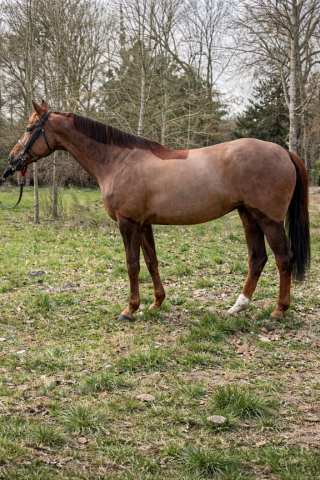 Cavalla KWPN Cavallo da Sport Neerlandese In vendita 2016 Sauro brul&eacute;