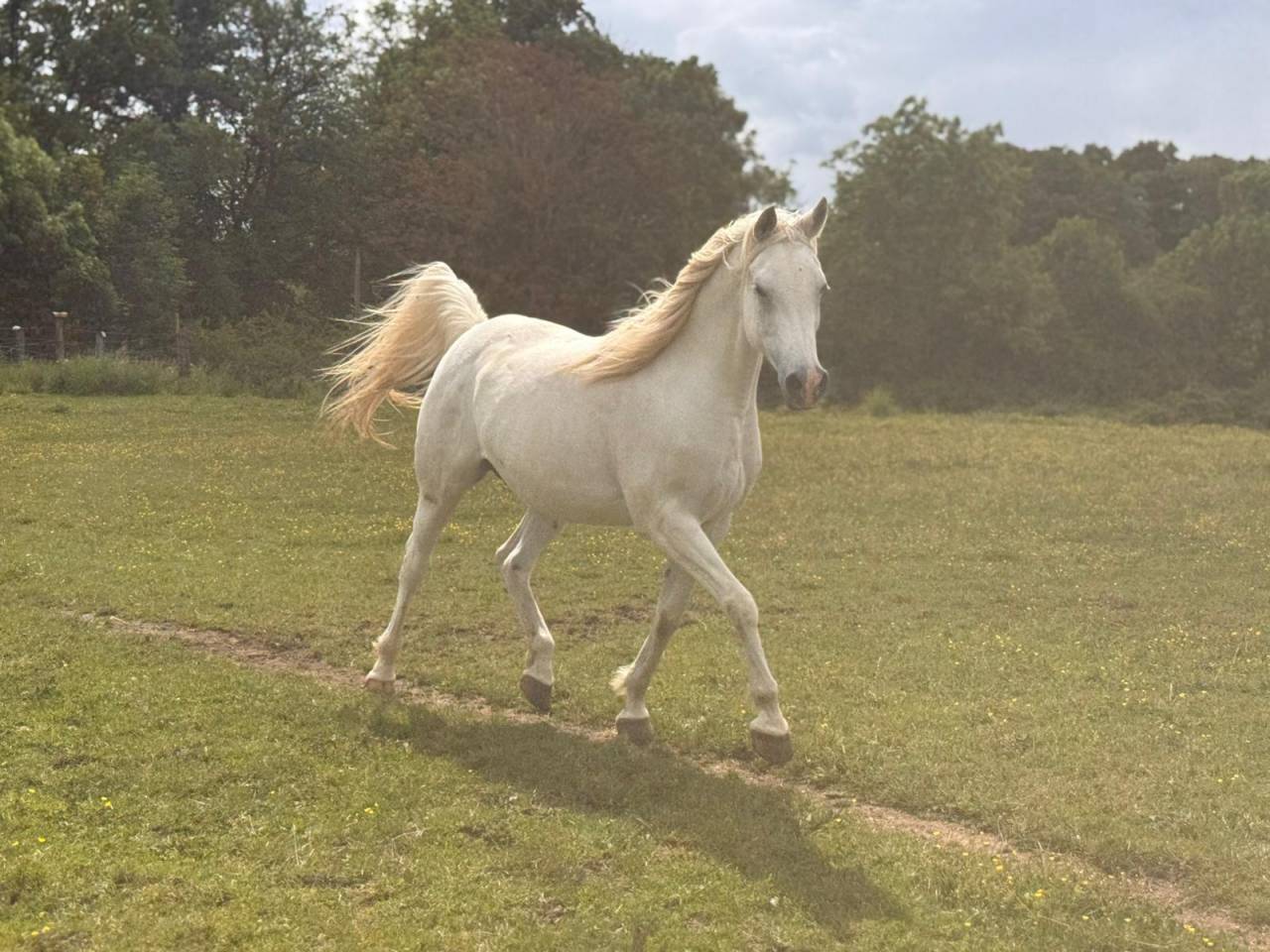 Cavalla Arabo In vendita 2015 Grigio ,  FER TAMEK