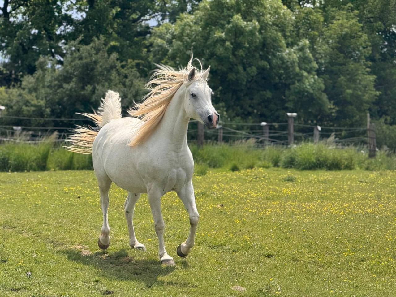 Cavalla Arabo In vendita 2015 Grigio ,  FER TAMEK