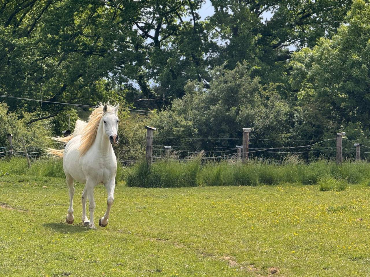 Cavalla Arabo In vendita 2015 Grigio ,  FER TAMEK