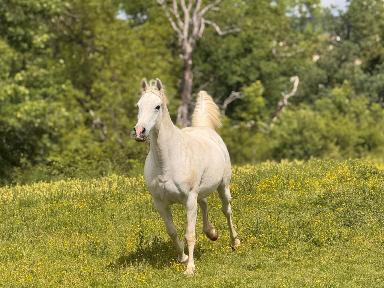 Cavalla Arabo In vendita 2015 Grigio ,  FER TAMEK