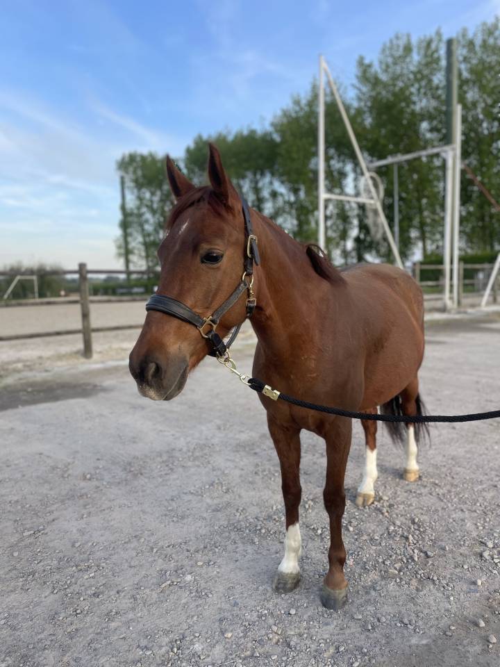 Cavalla Pony da Sella Belgio In vendita 2019 Sauro brul&eacute;