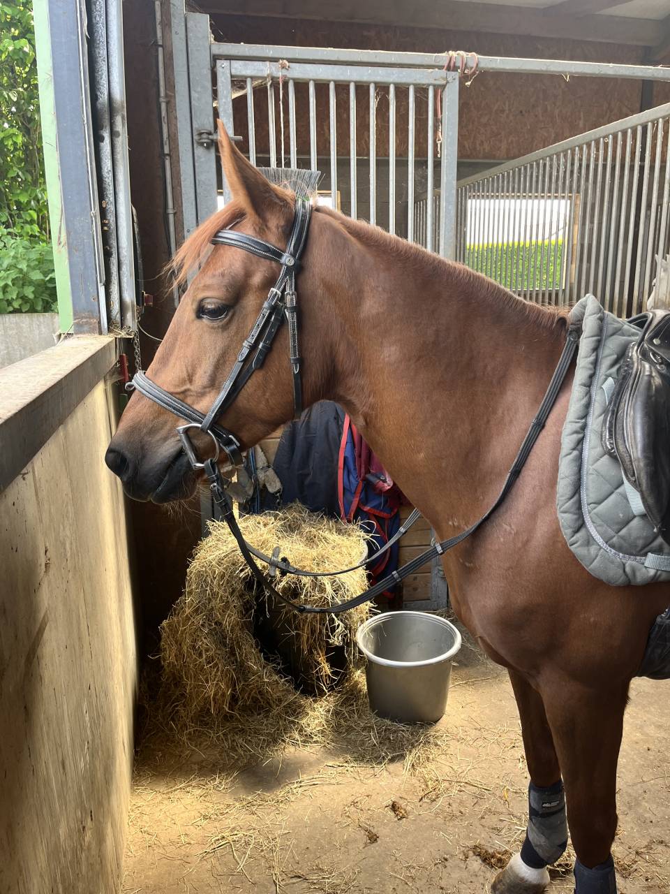 Cavalla Pony da Sella Belgio In vendita 2019 Sauro brul&eacute;