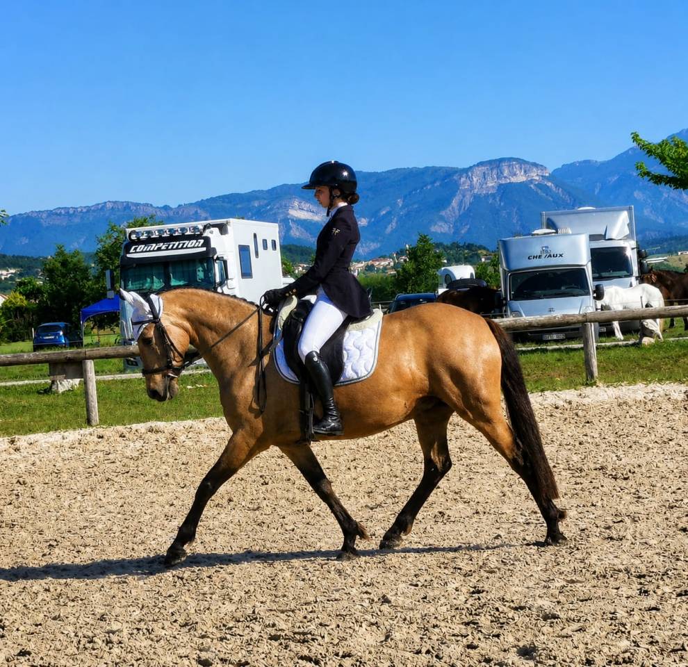 Cavalla AES Anglo European Studbook In vendita 2018 Isabella