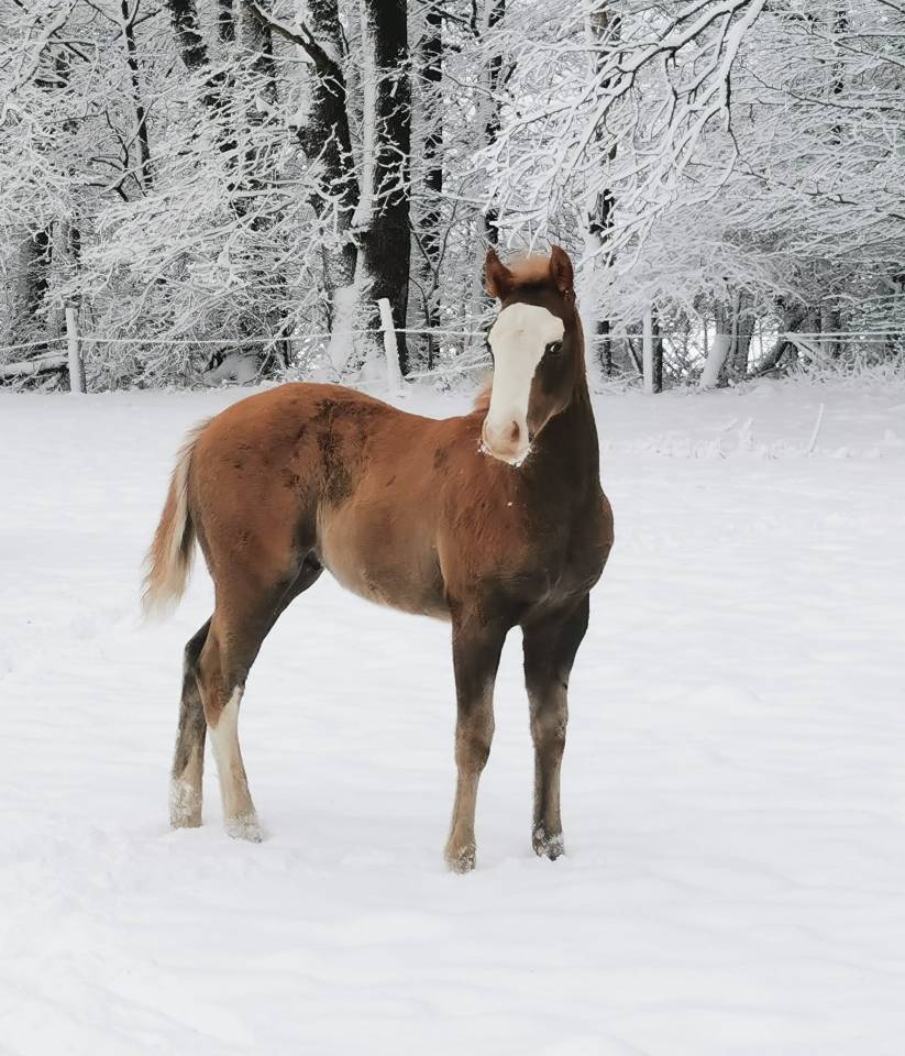 Puledro Paint Horse In vendita 2025 Sorrel ,  ROCK SONNY VERSARY