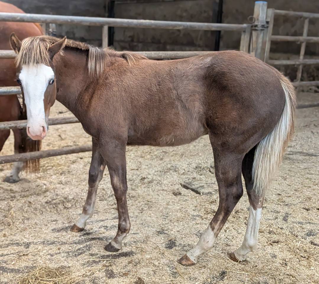 Puledro Paint Horse In vendita 2025 Sorrel ,  ROCK SONNY VERSARY