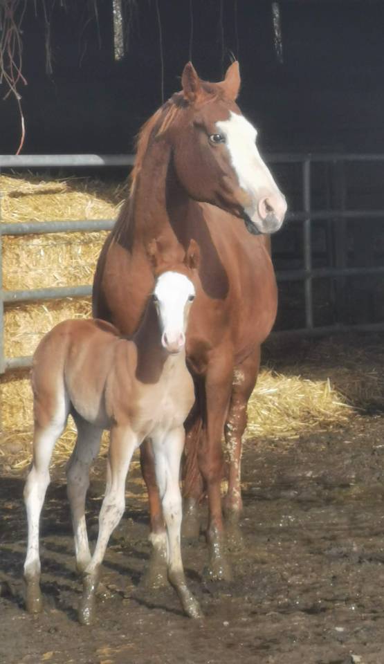 Puledro Paint Horse In vendita 2025 Sorrel ,  ROCK SONNY VERSARY