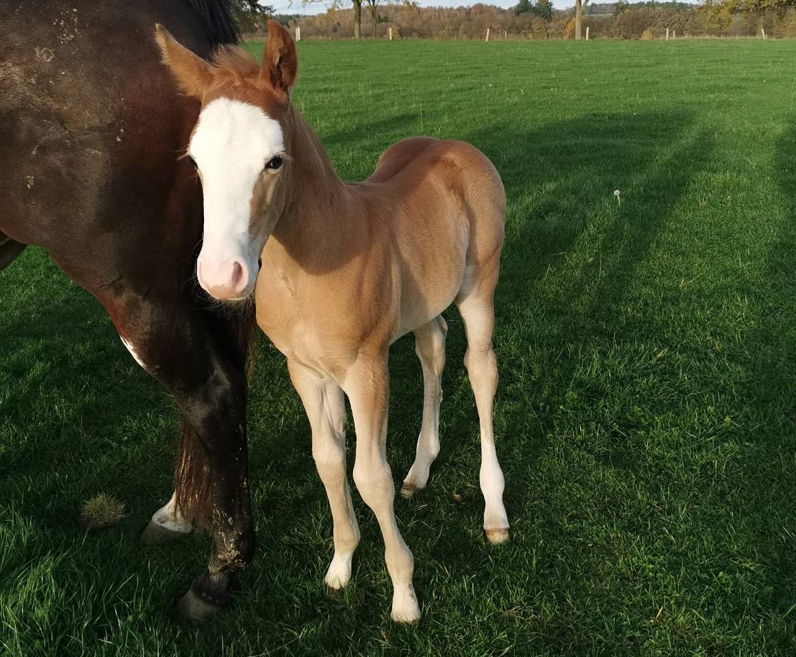 Puledro Paint Horse In vendita 2025 Sorrel ,  ROCK SONNY VERSARY