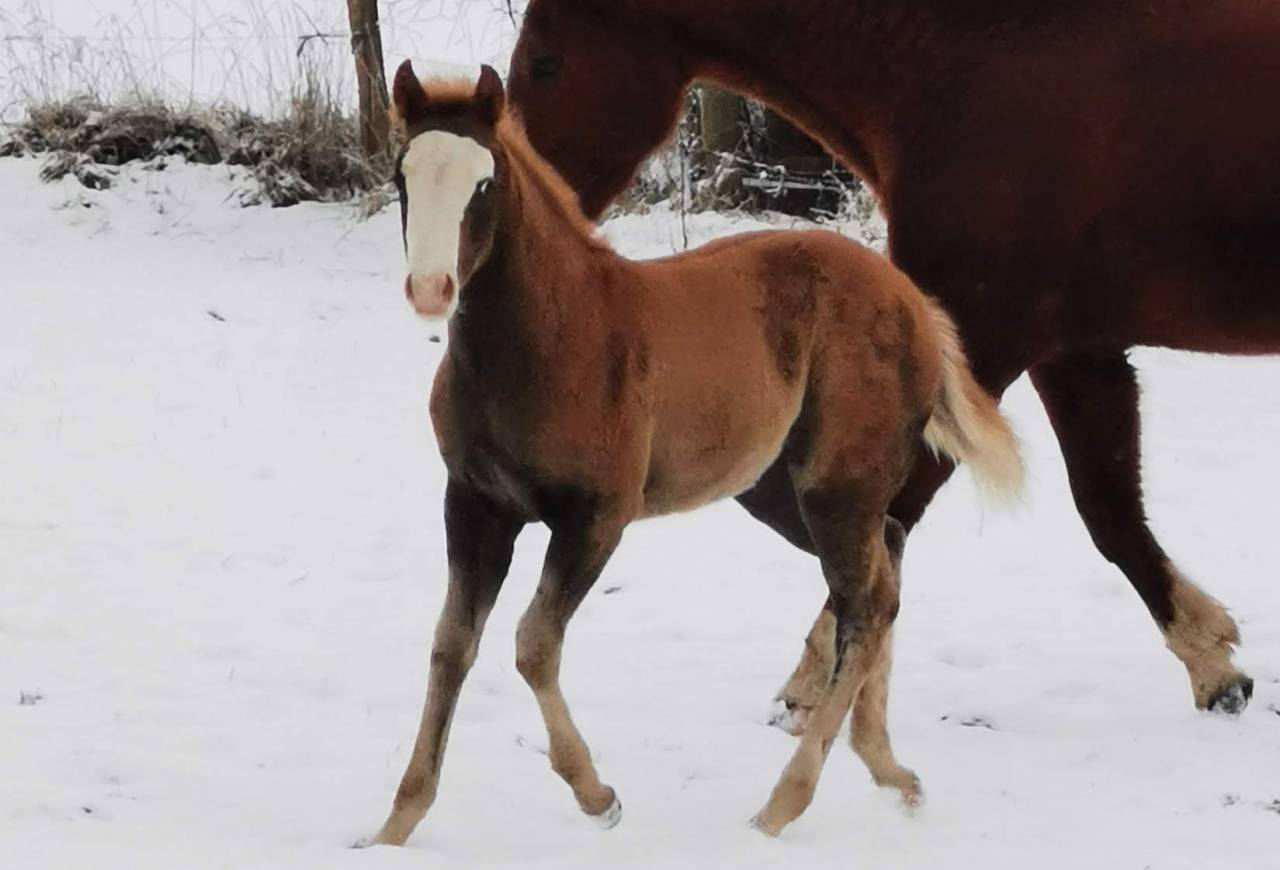 Puledro Paint Horse In vendita 2025 Sorrel ,  ROCK SONNY VERSARY