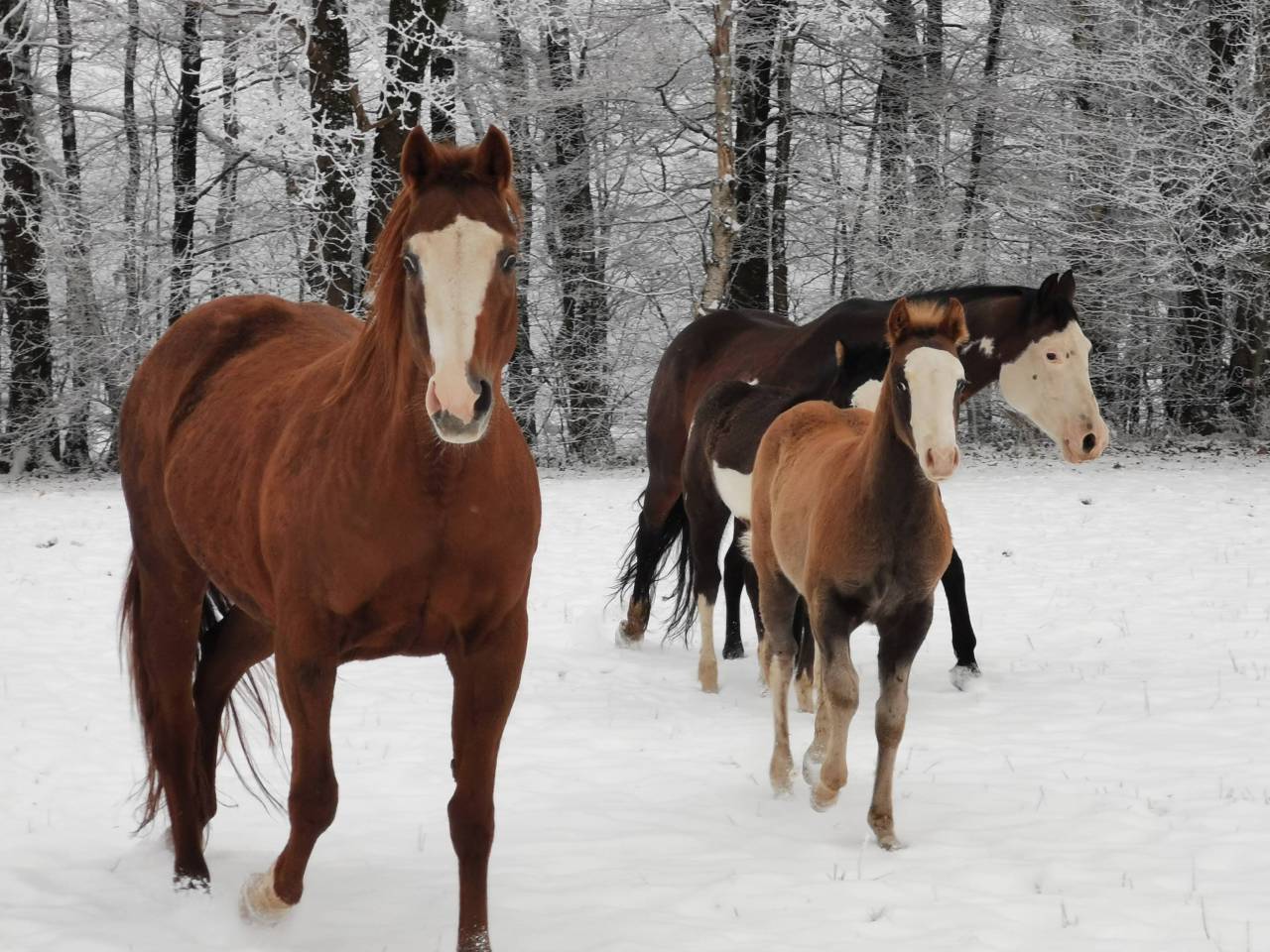 Puledro Paint Horse In vendita 2025 Sorrel ,  ROCK SONNY VERSARY