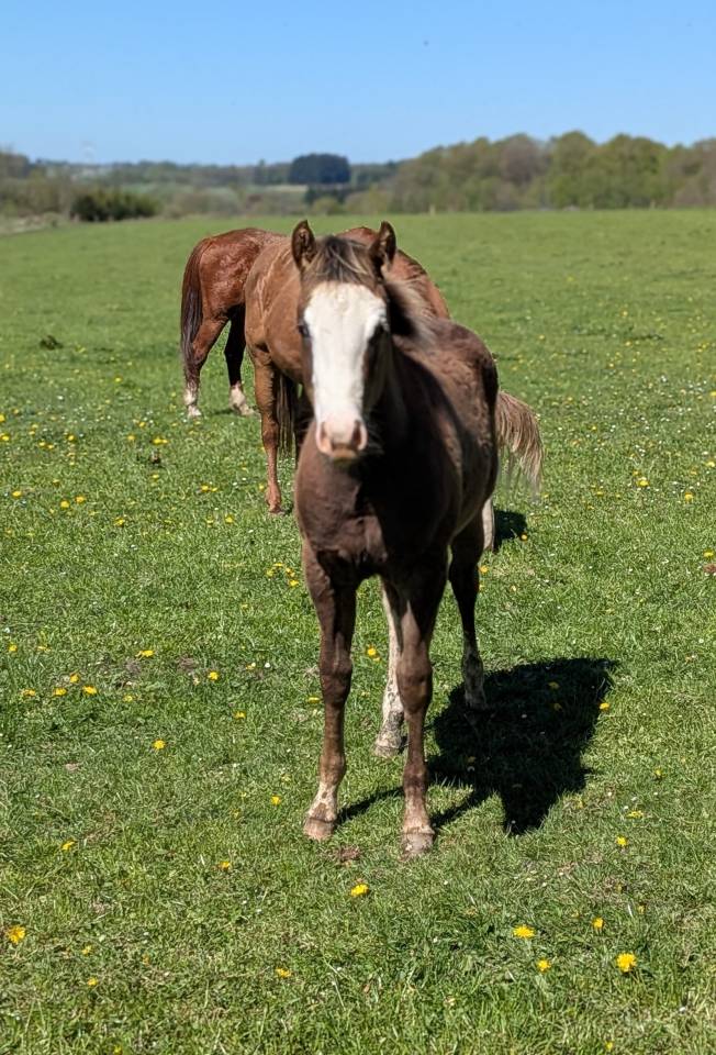 Puledro Paint Horse In vendita 2025 Sorrel ,  ROCK SONNY VERSARY