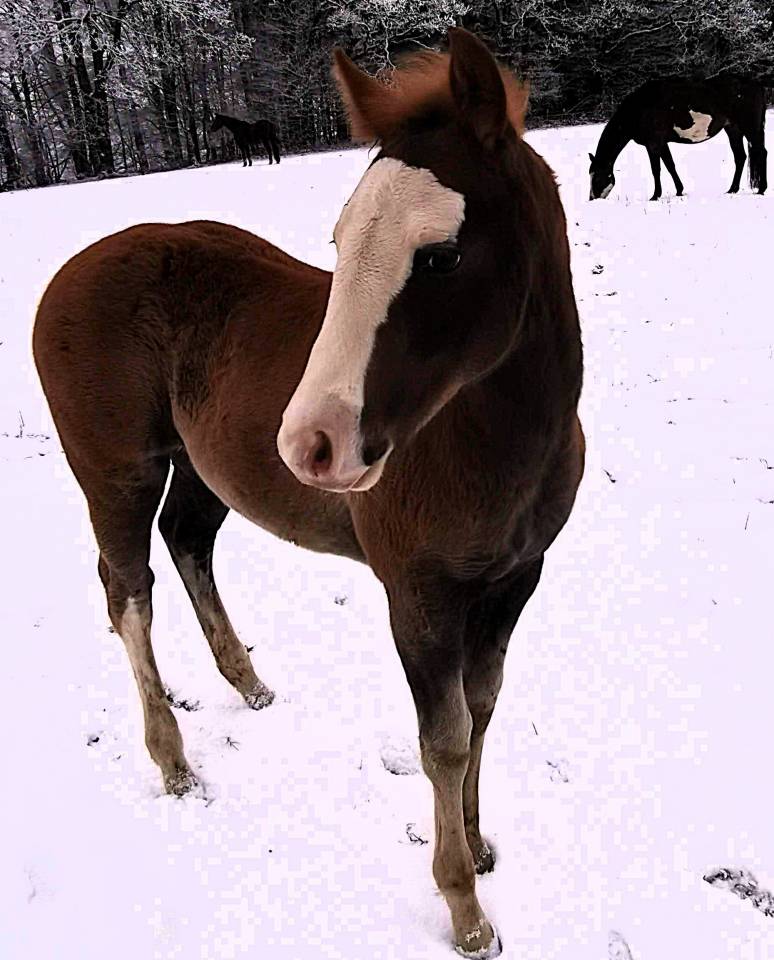 Puledro Paint Horse In vendita 2025 Sorrel ,  ROCK SONNY VERSARY