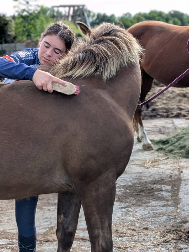 Puledro Paint Horse In vendita 2025 Sorrel ,  ROCK SONNY VERSARY