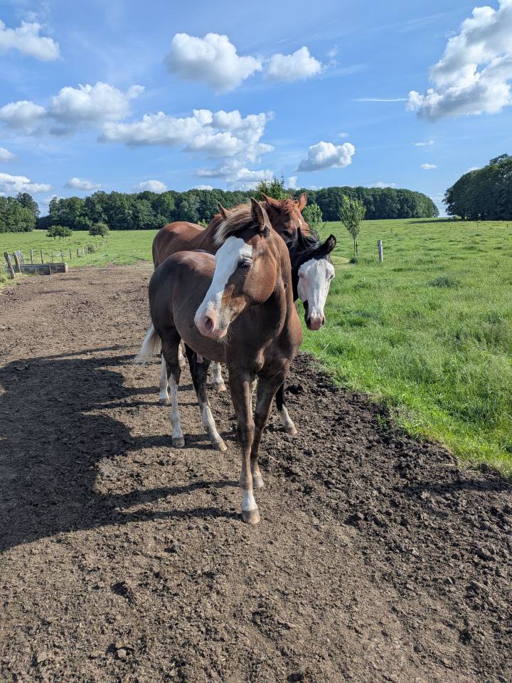 Puledro Paint Horse In vendita 2025 Sorrel ,  ROCK SONNY VERSARY