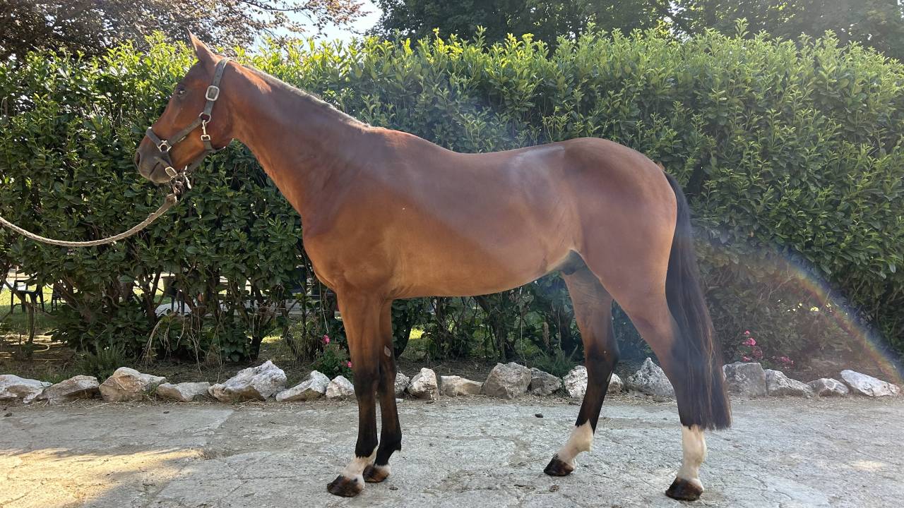 5 anni Italiano