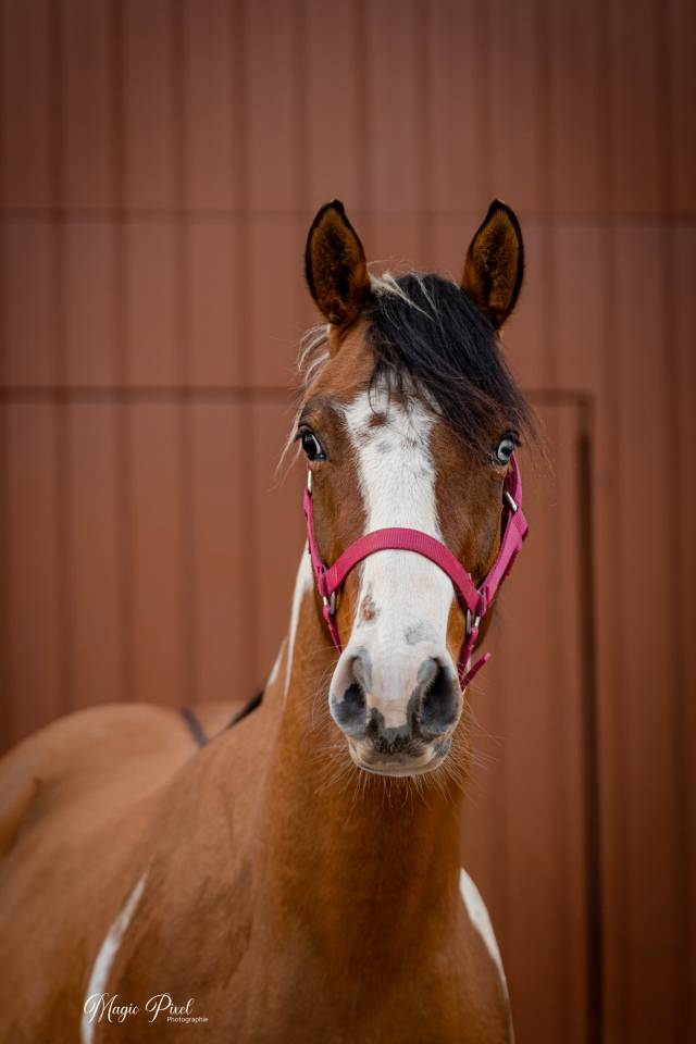 Castrone Paint Horse In vendita 2023 Tobiano