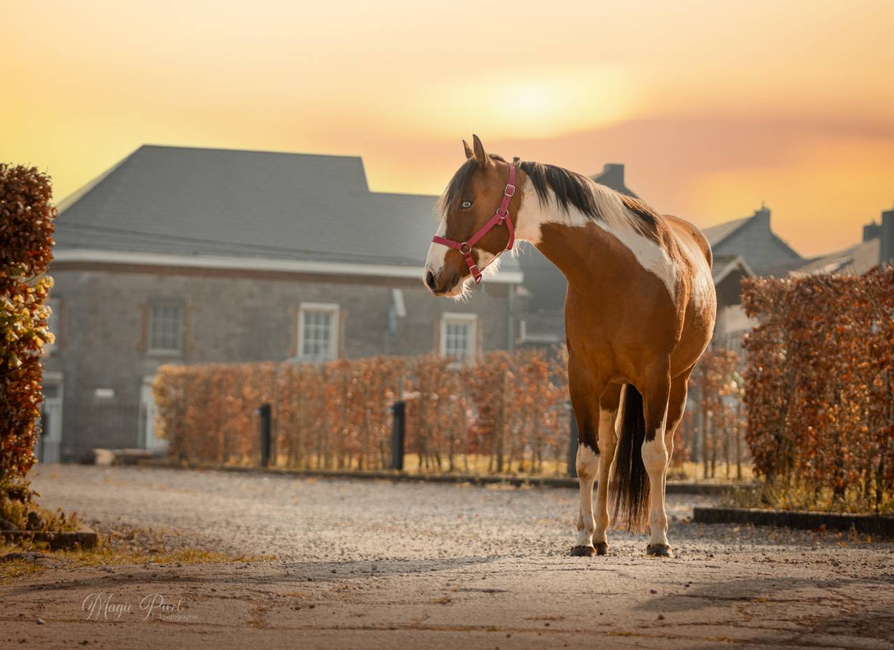 Castrone Paint Horse In vendita 2023 Tobiano