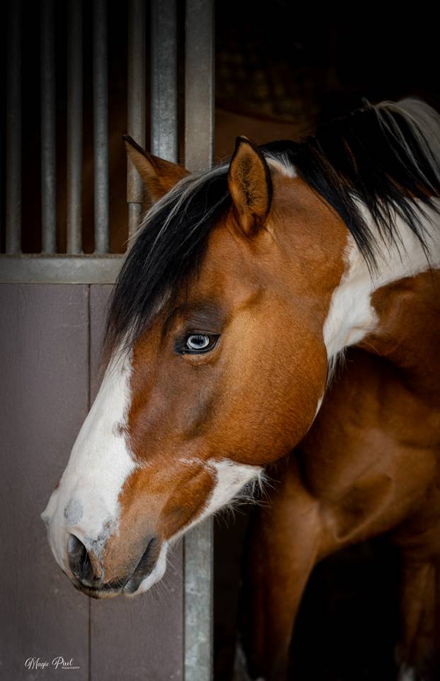 Castrone Paint Horse In vendita 2023 Tobiano