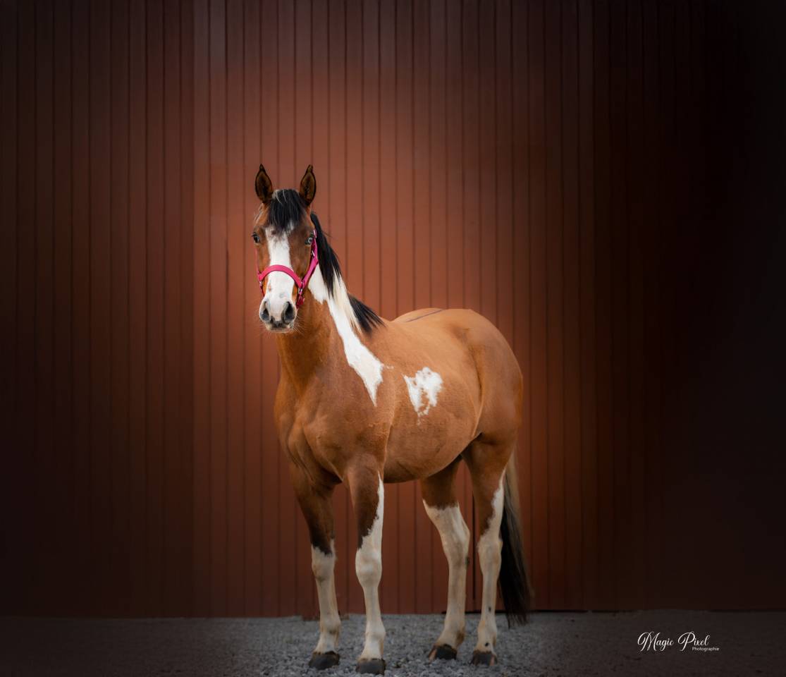 Castrone Paint Horse In vendita 2023 Tobiano