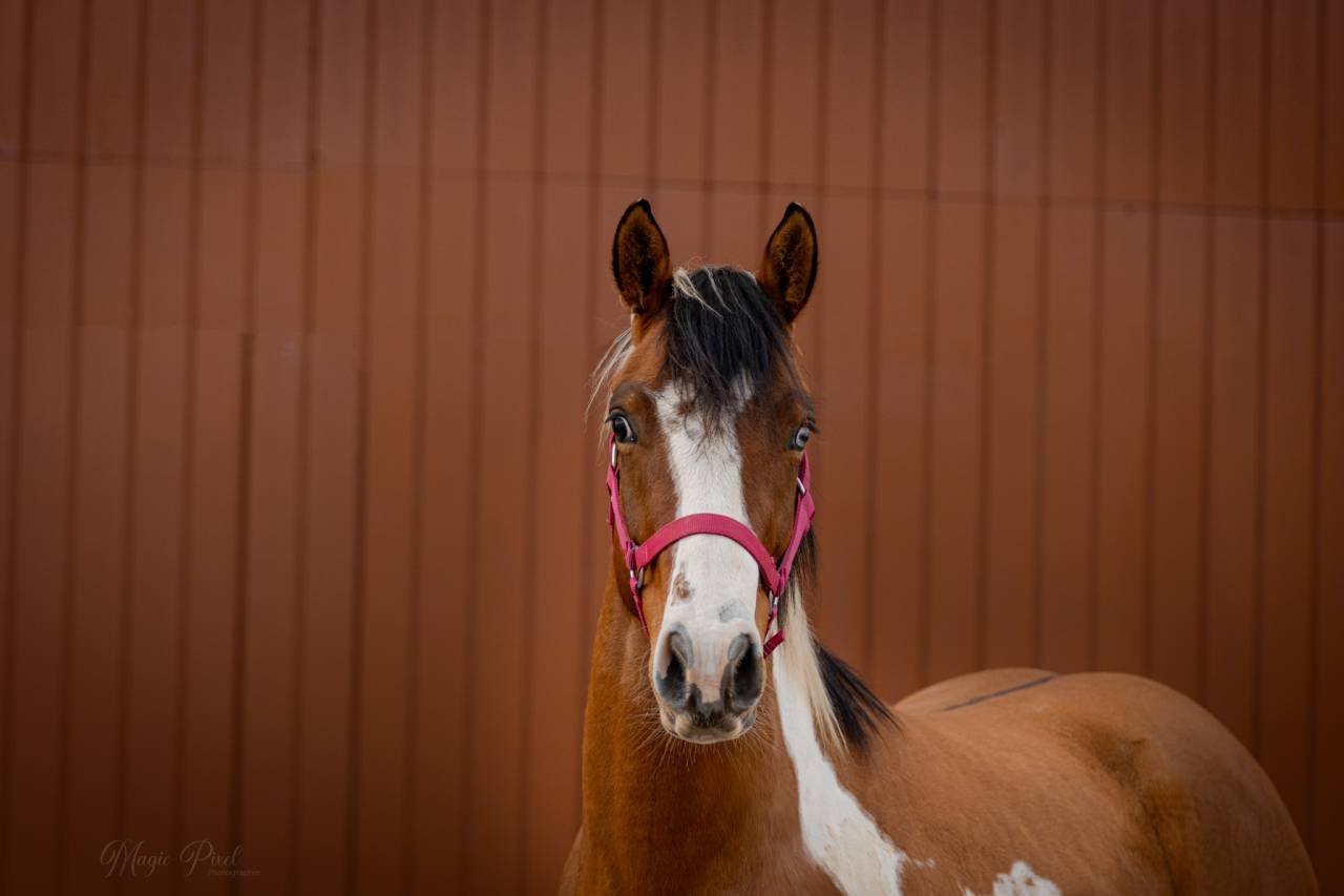 Castrone Paint Horse In vendita 2023 Tobiano